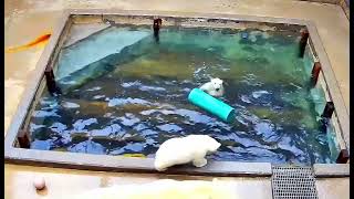 Lots of fun at the Toledo Zoo Polar Bear Cub Pool 🐻‍❄️❤️🥰 [upl. by Inohs]