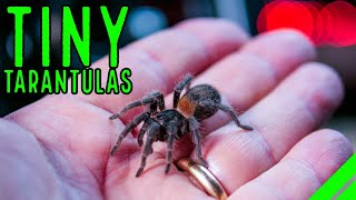 Top 10 DWARF Tarantulas YOU NEED a Tiny Tarantula [upl. by Ennalyrehc699]