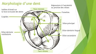 Affona dentale  Morphologie dentaire quotArcade dentaire maxillairequot [upl. by Talich972]