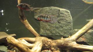 Central American Cichlid Community Aquarium 11317 [upl. by Bilak130]