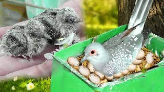 How many days do diamond dove birds take out their babies and what their process  Vital WIldlife 4k [upl. by Schargel]