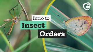 An introduction to Insect Orders [upl. by Tiloine27]