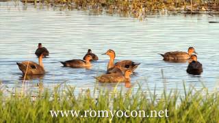 Philippine Ducks at Candaba Wetlands [upl. by Jem]