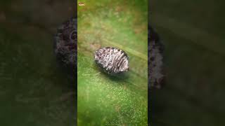 Cochineal Beetle ‼️😲 shorts beetle experiment [upl. by Kenji56]