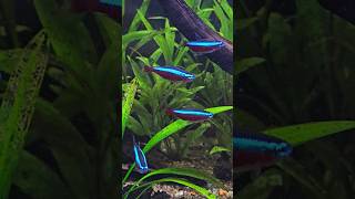 Neonka červená 💥💥💥 aquarium Paracheirodon axelrodi [upl. by Locke]