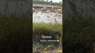 Heronplease subscribe herons indian [upl. by Annmaria]