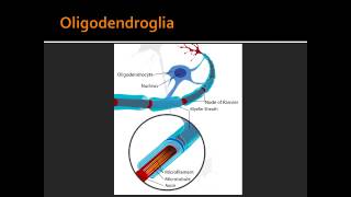 Oligodendroglia  First Aid USMLE [upl. by Anayi]