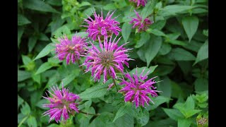 Deadheading Bee Balm [upl. by Orenid]