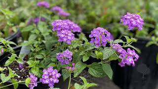 Lantana The Versatile and Beautiful Plant for Your Garden [upl. by Annalee2]