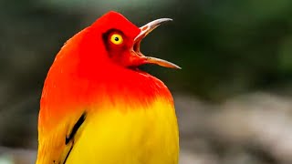 The Bowerbirds DRAMATIC Dance  Life Story  BBC Earth Kids [upl. by Questa]