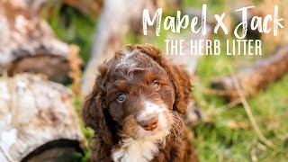 Australian Mountain Doodle puppies Mabel x Jack 2018 [upl. by Atilol282]