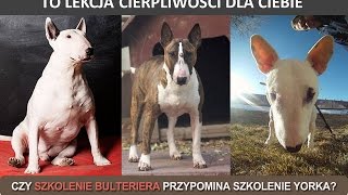 Szkolenie bulteriera  czyli lekcja cierpliwości  tresura psów rasy bullterrier [upl. by Gilmore]