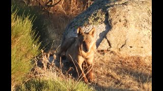 🦌🦊🐺 Fauna ibérica IX 🐗🦌🐺 [upl. by Hoy]