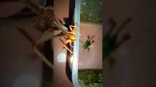 Why They Stopped 💀🛑 InsectWars Bugs Nature [upl. by Veno]