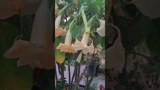 brugmansia [upl. by Lucchesi549]