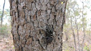 Sydney issues spider warning Funnelweb’s emerge after heavy rainfall [upl. by Louise93]