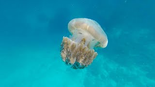 JELLYFISH DISCOVERY  EXQUISITE INFO TV [upl. by Idas]