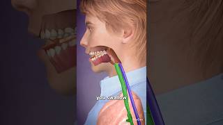 Swallowing Down The Wrong Pipe 😟 scienceexperiment sciencefacts ytshort [upl. by Eppilihp]