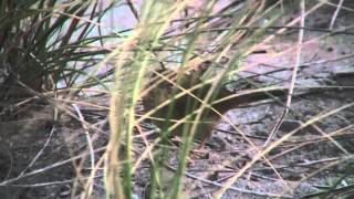 Raddes Warbler Maasvlakte 2 The Netherlands [upl. by Jayne786]