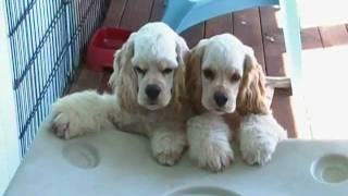 Light golden buff Cocker Spaniels 4 months old [upl. by Rebmeced]