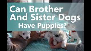 Can Brother and Sister Dogs Have Puppies [upl. by Lrak]