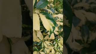 Dwarf umbrella tree Schefflera arboricola nature relaxingmusic shortvideo plants 😌 [upl. by Sausa]