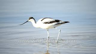 Birds of India  Western yellow wagtail Pied Avocet and Greyheaded fish eagle [upl. by Notniv]