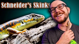 The Most Underrated Reptile EVER  Why Schneiders Skinks Are The Best Pet Lizard [upl. by Ursa986]