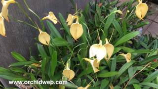 MASDEVALLIA CARE 101 AND REPOTTING [upl. by Marys]