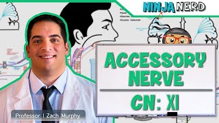 Neurology  Accessory Nerve Cranial Nerve XI [upl. by Merlina]