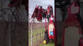 Pruning process for grapevines [upl. by Zurheide811]