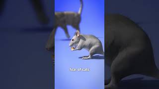 Stefan mice  rat boy  starts losing his mind causing fear of cats inspired zackdfilms [upl. by Farron]