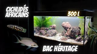 Mon aquarium Héritage pour cichlidés africains [upl. by Zea]