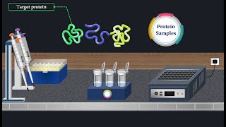 Western Blot Method  Animated Video [upl. by Anek]