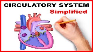 Circulatory System Physiology Heart Simplified [upl. by Ymeraj]