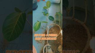 Ficus benghalensis potting and pruning ✅ ytshortsvideo shorts bonsai gardening repotting viral [upl. by Onra]