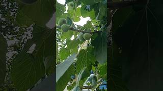 Fig Plant  Beautiful Fig Plant shorts nature naturenarrative [upl. by Feingold727]