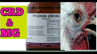 CRD DISEASE IN POULTRY। Tylosin Injection [upl. by Ennaeerb]