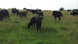 The Impact of Weeds on Pastures [upl. by Jannel]