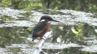 IJsvogels bij de Tichelgaten Zwolle 9 juli 2011 Alcedo atthis kingfisher [upl. by Nima]