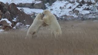 Polar Bears sparing 1 [upl. by Nniuq]