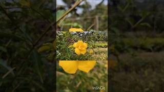 Allamanda Yellow Double Petal Creeper flowers kokannature shorts [upl. by Yojenitsirk]