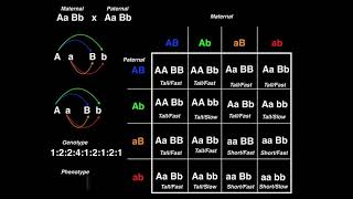 Genetics  Dihybrid Cross Example 2 [upl. by Hadleigh]