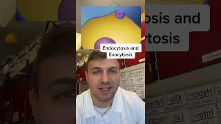 Endocytosis and Exocytosis [upl. by Shanleigh]