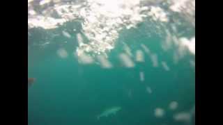 Clearwater Florida fishing Amberjack Cobia etc  Fisheye Sport Fishing [upl. by Frodi401]