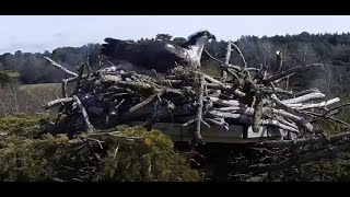 The Ospreys of Poole Harbour [upl. by Adahs555]