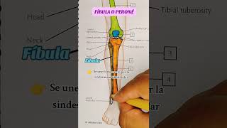 Fíbula o peroné anatomy sabiasque anatomiahumana anatomia anatomiafacil [upl. by Kind]