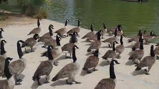 canard lac daumesnil bois de vincennes [upl. by Ynots14]