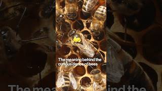 The Meaning Behind the Curious Dance of Bees [upl. by Kemppe75]