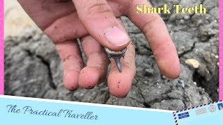 Fossil Shark Teeth  Fossil Hunting along Dorsets Jurassic Coast [upl. by Akehs]